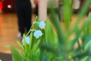 Mehr über den Artikel erfahren Save the Date: Tanz in den Mai im MAXIXE